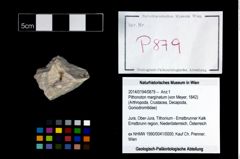 Foto (Objekt + Etikett) von Pithonoton marginatum (von Meyer, 1842)  (NHMW-GEO-2014-0194-0879)